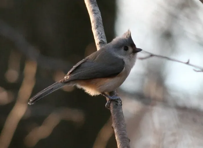 File:Tufted Titmouse Baeolophus bicolor 3.jpg