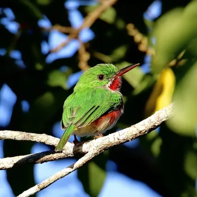 File:Todus subulatus 56347300.jpg