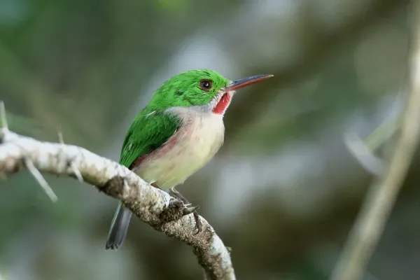 File:Todus subulatus 104361223.jpg