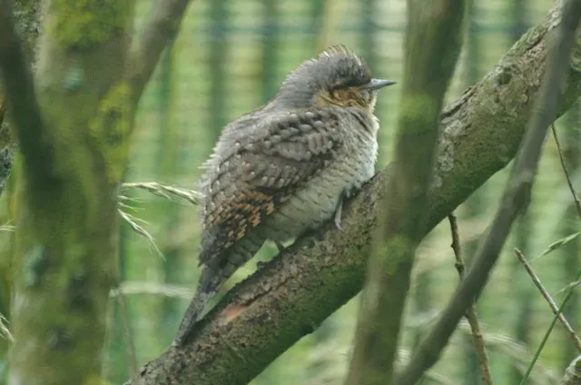 File:Wryneck (Jynx torquilla), Baltasound - geograph.org.uk - 1443583.jpg