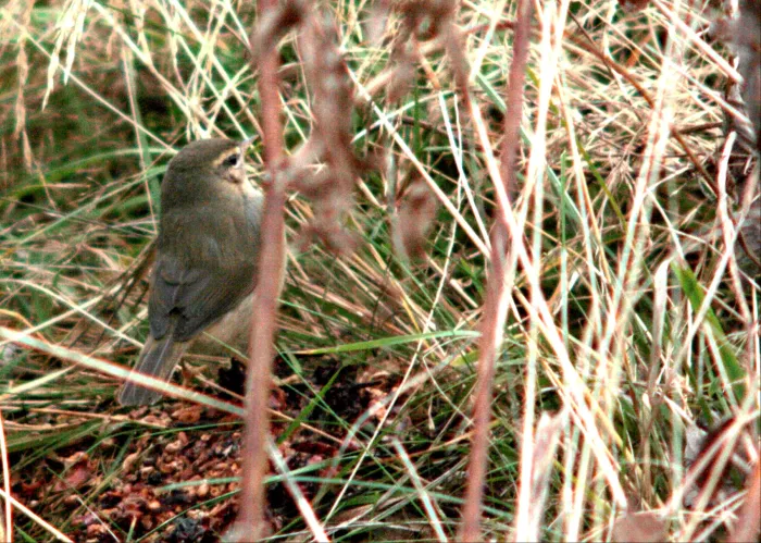 File:Dusky warbler, Phylloscopus fuscatus, Brunsångare.jpg