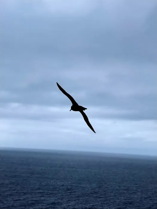 File:Phoebetria palpebrata Auckland Island 320376020.jpg