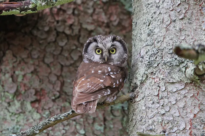 File:Aegolius funereus funereus (Tengmalm's Owl), Lindberg, Germany 2.jpg