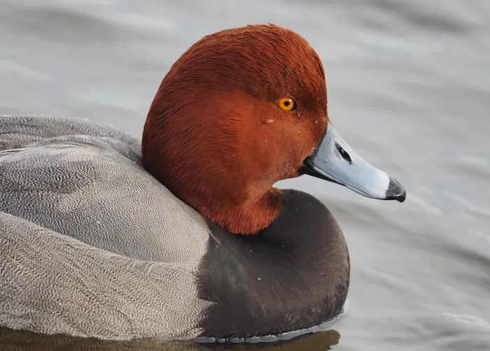 File:Redhead - Aythya americana, Cambridge, Maryland, December 9, 2020 (53405912430).jpg