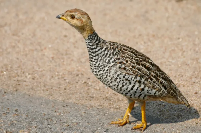 File:Day 6 Coqui Francolin (Campocolinus coqui) male calling ... (53423637946).jpg