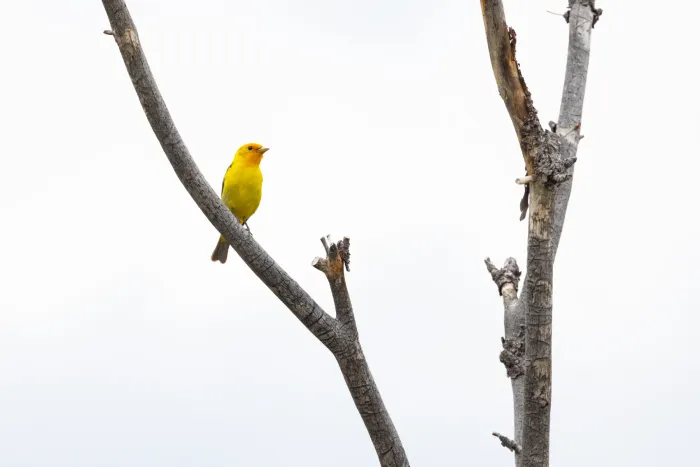 File:Western tanager (Piranga ludoviciana) in a snag1.jpg