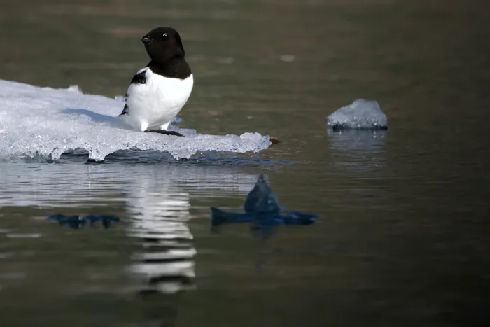 File:Little Auk (Alle alle) at Qagssissalik, Greenland 18 July 2023 311710905.jpg