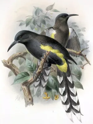 File:Moho apicalis-Keulemans.jpg