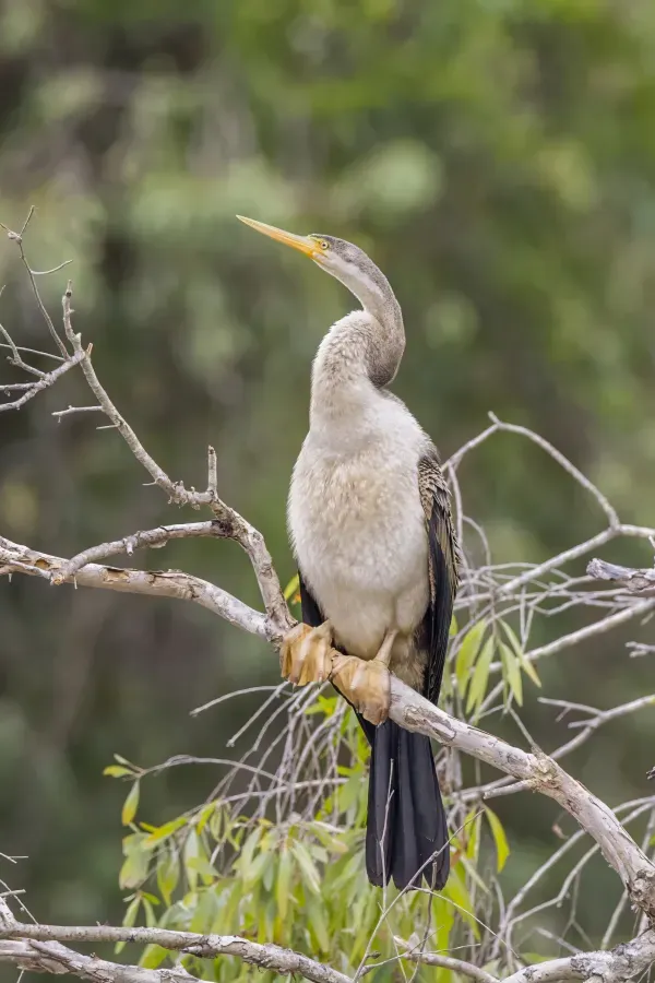 File:Australasian darter (Anhinga novaehollandiae) female Kakadu 3.jpg