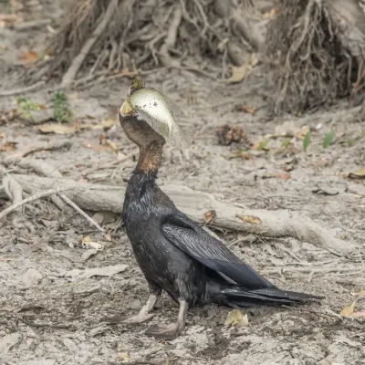 File:Australasian darter (Anhinga novaehollandiae) male with northern saratoga (Scleropages jardinii) Kakadu 9.jpg