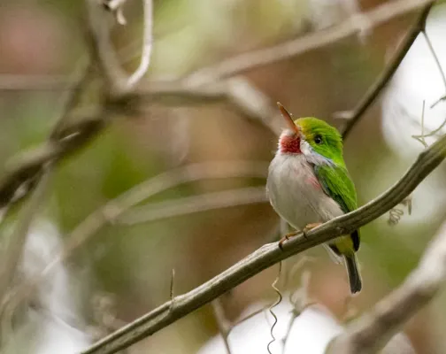 File:Todus multicolor -Ciego de Avila Province, Cuba-8.jpg