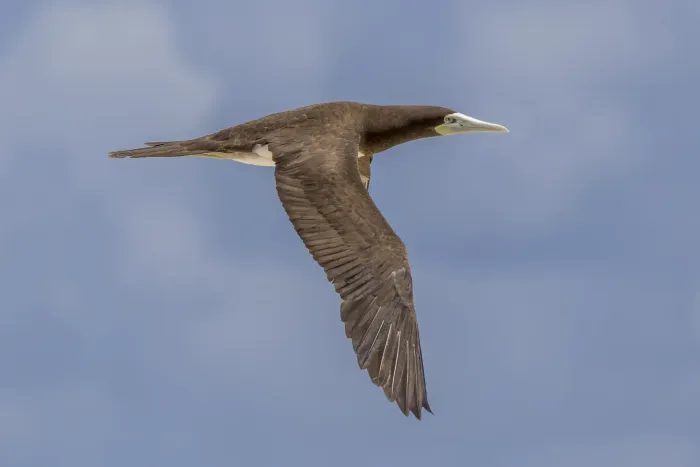 File:Brown booby (Sula leucogaster plotus) female in flight Michaelmas Cay.jpg