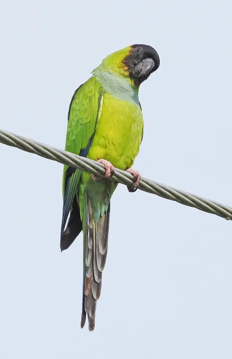 File:Nanday Parakeet - Aratinga nenday, Boynton Beach, Florida, December 12, 2023 (53480585076).jpg