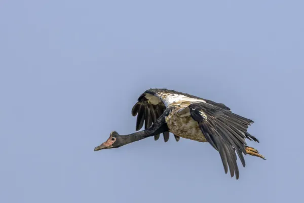File:Magpie goose (Anseranas semipalmata) in flight Kakadu.jpg