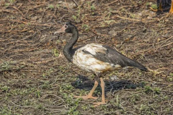 File:Magpie goose (Anseranas semipalmata) Kakadu.jpg