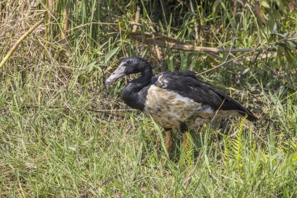 File:Magpie goose (Anseranas semipalmata) immature Fogg Dam.jpg