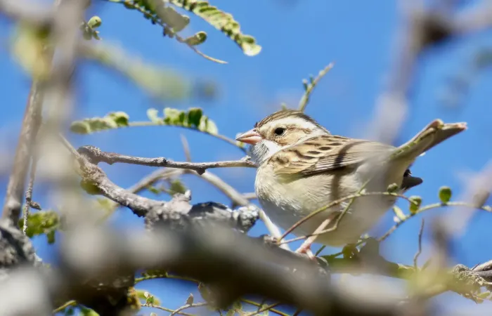 File:Clay-colored Sparrow (Spizella pallida) (53511633341).jpg