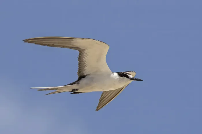 File:Sooty tern (Onychoprion fuscatus serrata) in flight Michaelmas Cay 2.jpg