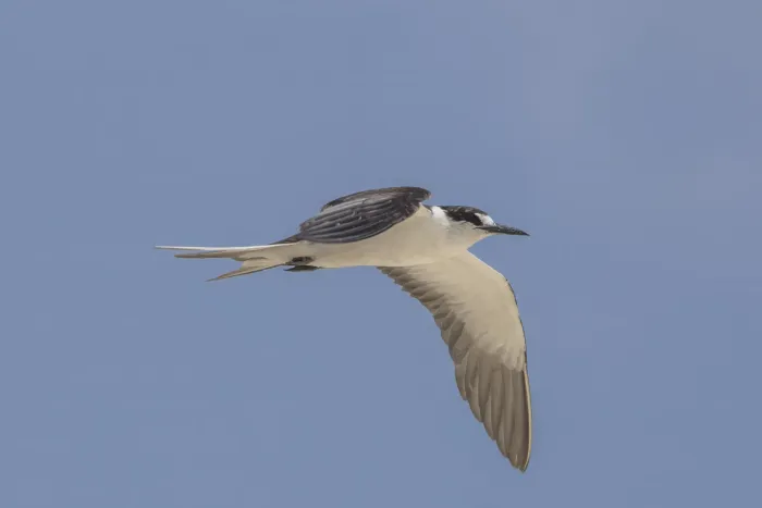 File:Sooty tern (Onychoprion fuscatus serrata) in flight Michaelmas Cay.jpg