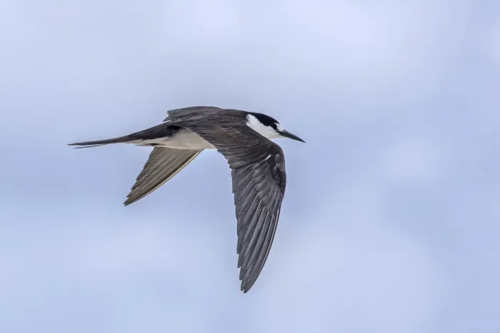 File:Sooty tern (Onychoprion fuscatus serrata) in flight Michaelmas Cay 3.jpg