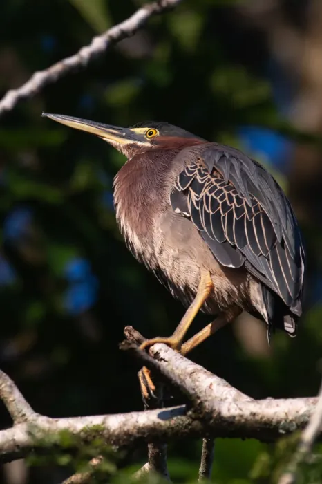 File:Green Heron (Butorides virescens), Costa Rica.jpg