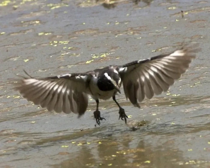 File:White-browed Wagtail (Motacilla maderaspatensis).jpg