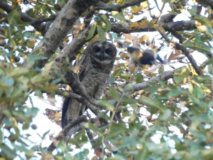 File:Mottled Wood Owl Strix ocellata DSCN3151 (2) 05.jpg