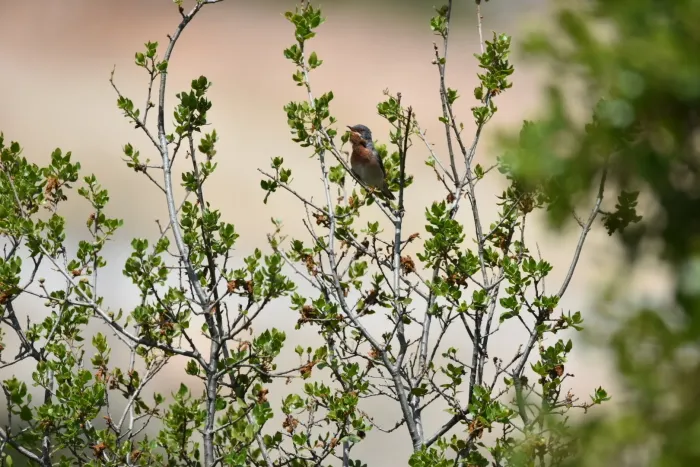 File:Curruca cantillans albistriata imported from iNaturalist photo 134263511 on 7 March 2024.jpg