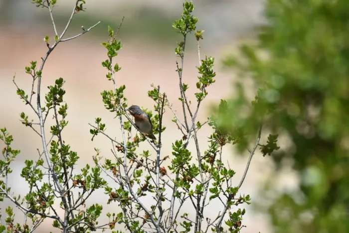 File:Curruca cantillans albistriata imported from iNaturalist photo 134263521 on 7 March 2024.jpg
