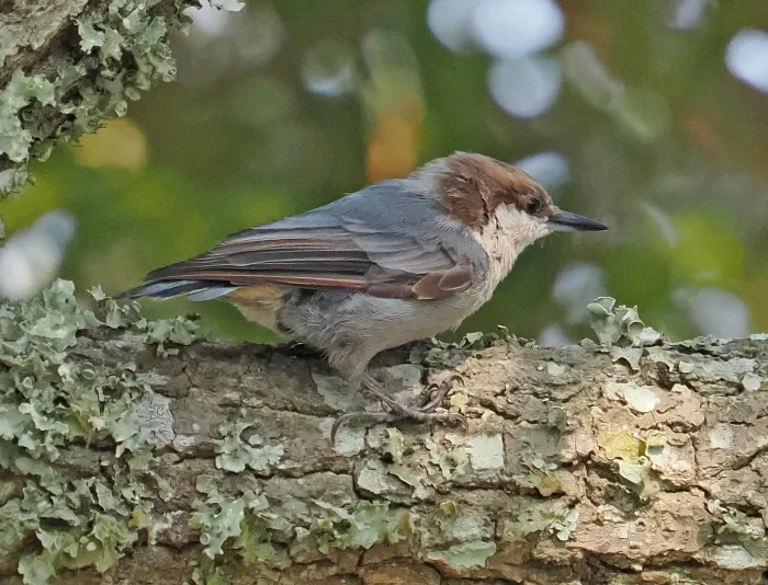 File:Brown-headed Nuthatch - Sitta pusilla, Hunting Island State Park, Beaufort County, South Carolina, July 19, 2023 (53562370106).jpg