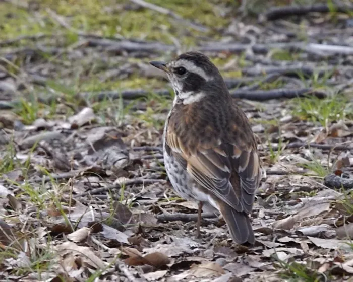 File:Dusky Thrush (Turdus naumanni eunomus) 2.jpg
