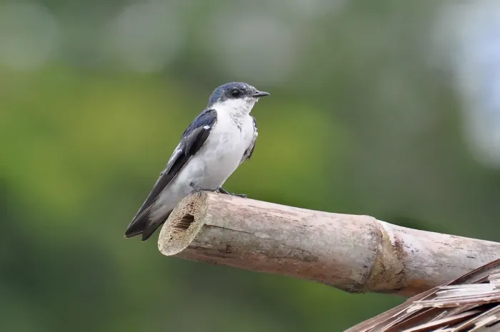 File:Andorinha-do-rio (Tachycineta albiventer).jpg