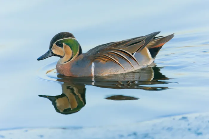 File:Sibirionetta formosa 02.jpg