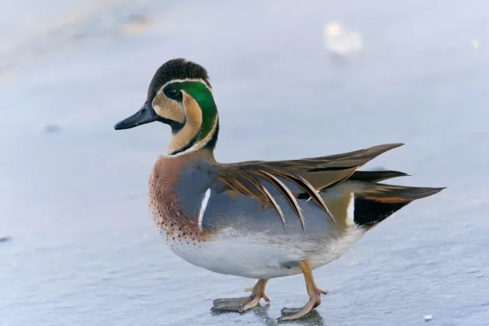 File:Sibirionetta formosa 01.jpg