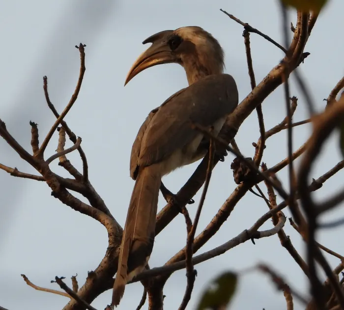 File:Indian Grey Hornbill (Ocyceros birostris)- Malijunga.jpg