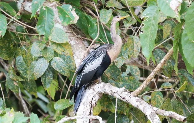File:Anhinga in Costa Rica.jpg