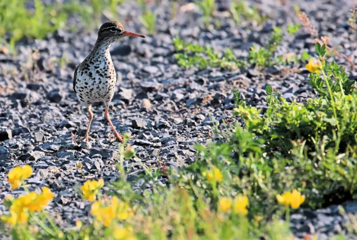 File:Spotted sandpiper Actitis macularius Ontario 1711.jpg