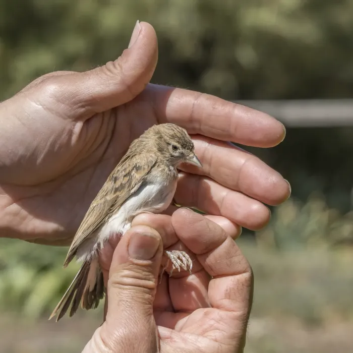 File:Greater short-toed lark (Calandrella brachydactyla) rescued Malta.jpg