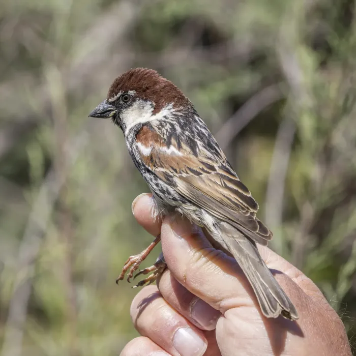File:Spanish sparrow (Passer hispaniolensis) male breeding plumage ringed Malta 2.jpg