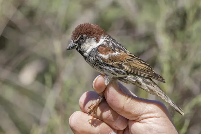 File:Spanish sparrow (Passer hispaniolensis) male breeding plumage ringed Malta.jpg