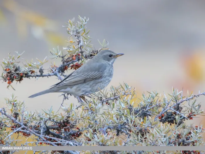 File:Black-throated Thrush (Turdus atrogularis) (53619266890).jpg