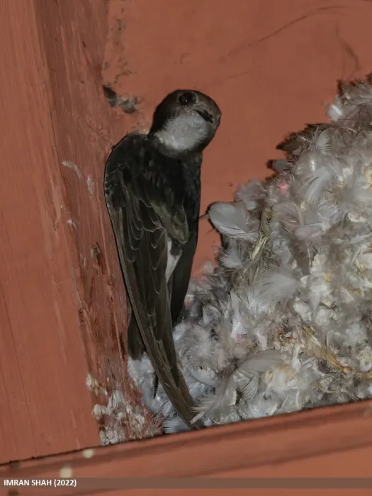 File:Little Swift (Apus affinis) (53604029448).jpg