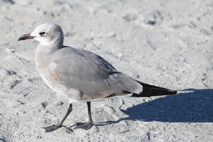 File:Leucophaeus atricilla standing on Venice Beach.jpg