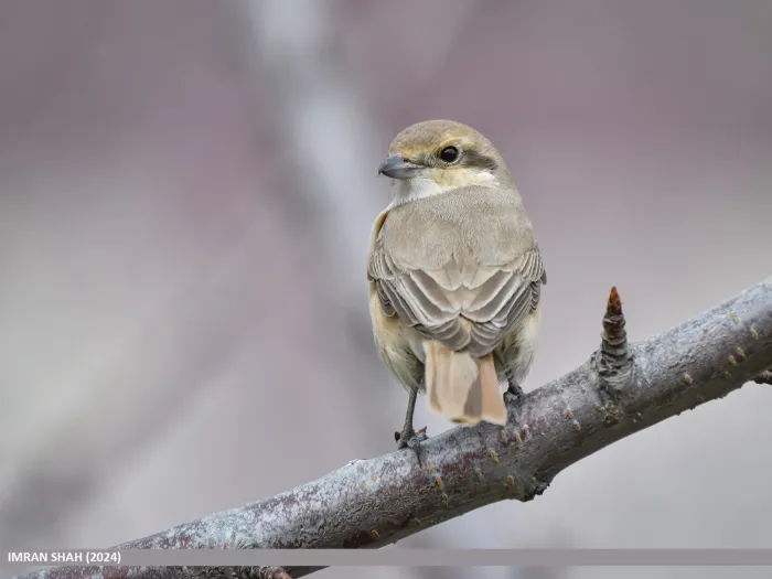 File:Rufous-tailed Shrike (Lanius isabellinus) (53628393576).jpg
