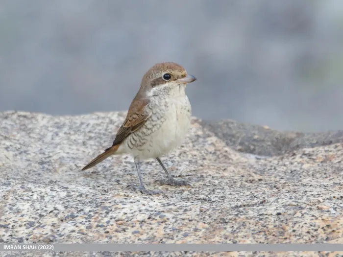 File:Rufous-tailed Shrike (Lanius isabellinus) (53604029288).jpg