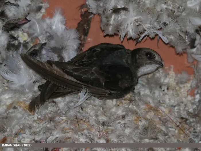 File:Little Swift (Apus affinis) (53579087488).jpg