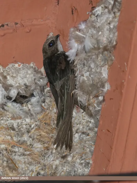 File:Little Swift (Apus affinis) (53545101381).jpg