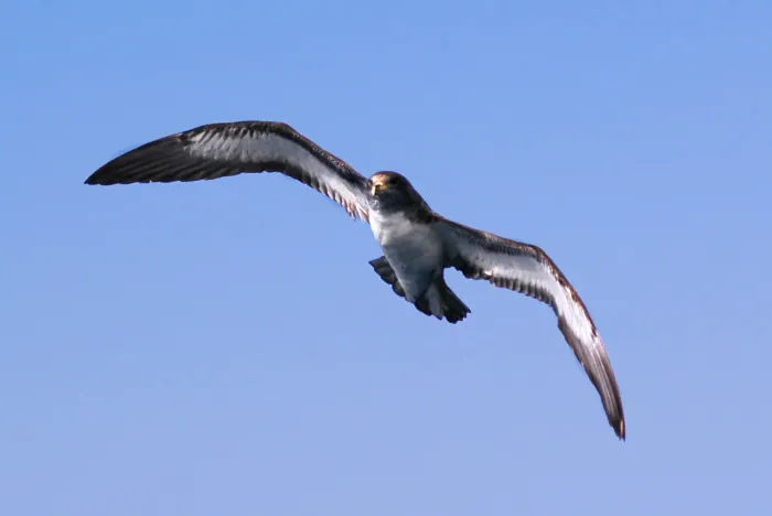 File:Calonectris borealis DSC 0223-n2.jpg