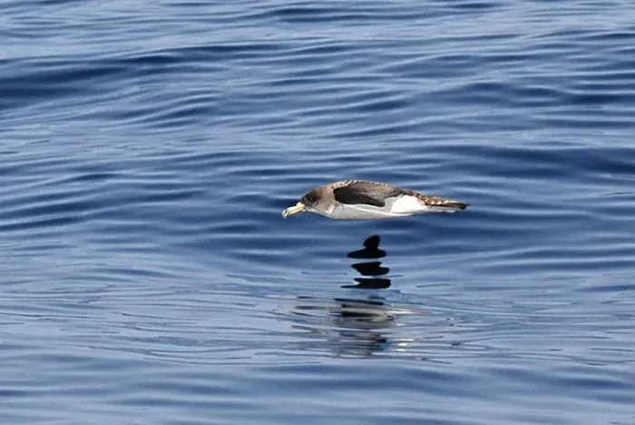 File:Calonectris borealis DSC 0116.jpg