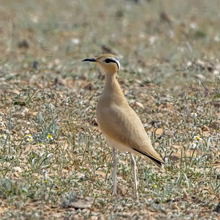 File:Cream-coloured courser (Cursorius cursor cursor) Kebili.jpg